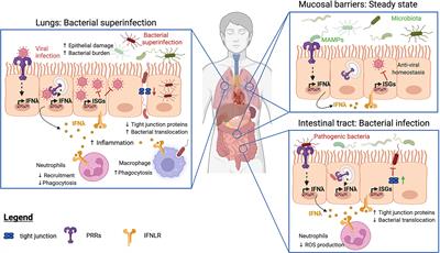 Functions of IFNλs in Anti-Bacterial Immunity at Mucosal Barriers